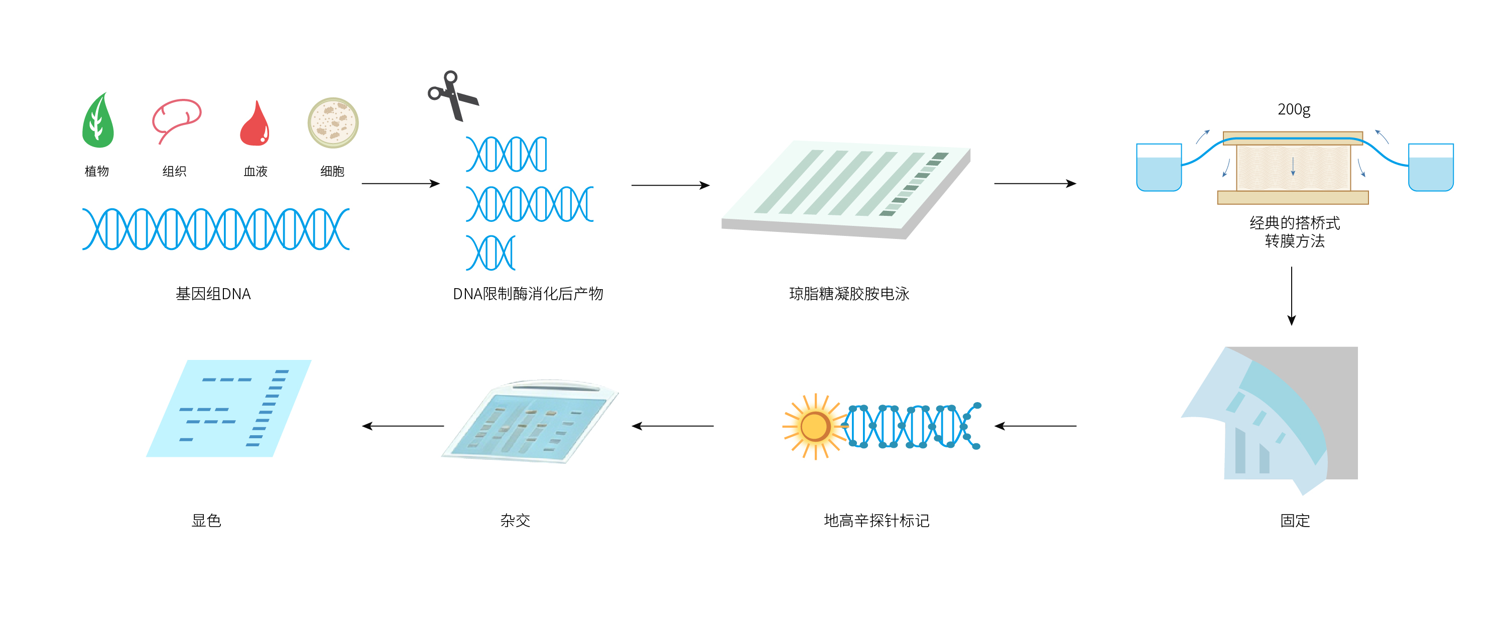 
                    Southern blot