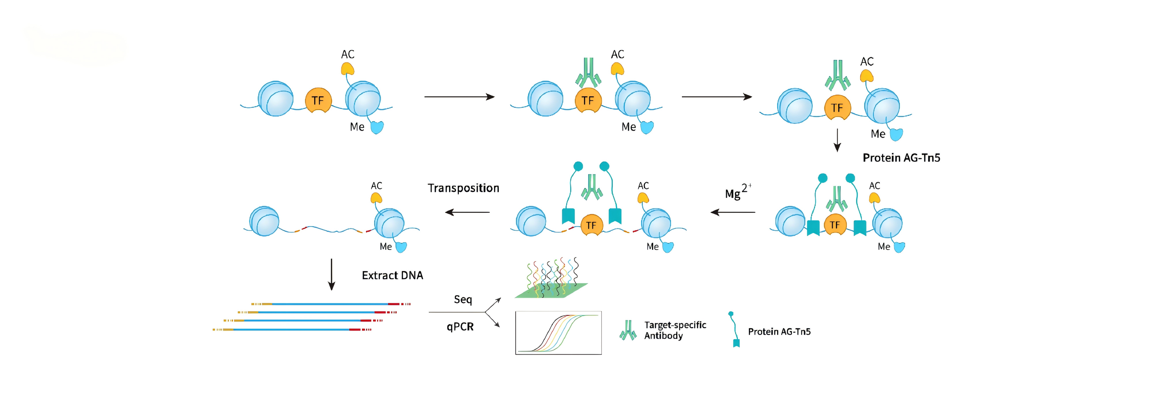 
                    CUT-Tag-qPCR/Seq