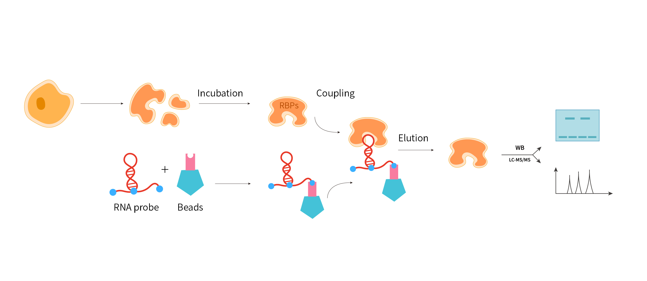 
                    染色质免疫共沉淀(ChIP-Seq/qPCR)
