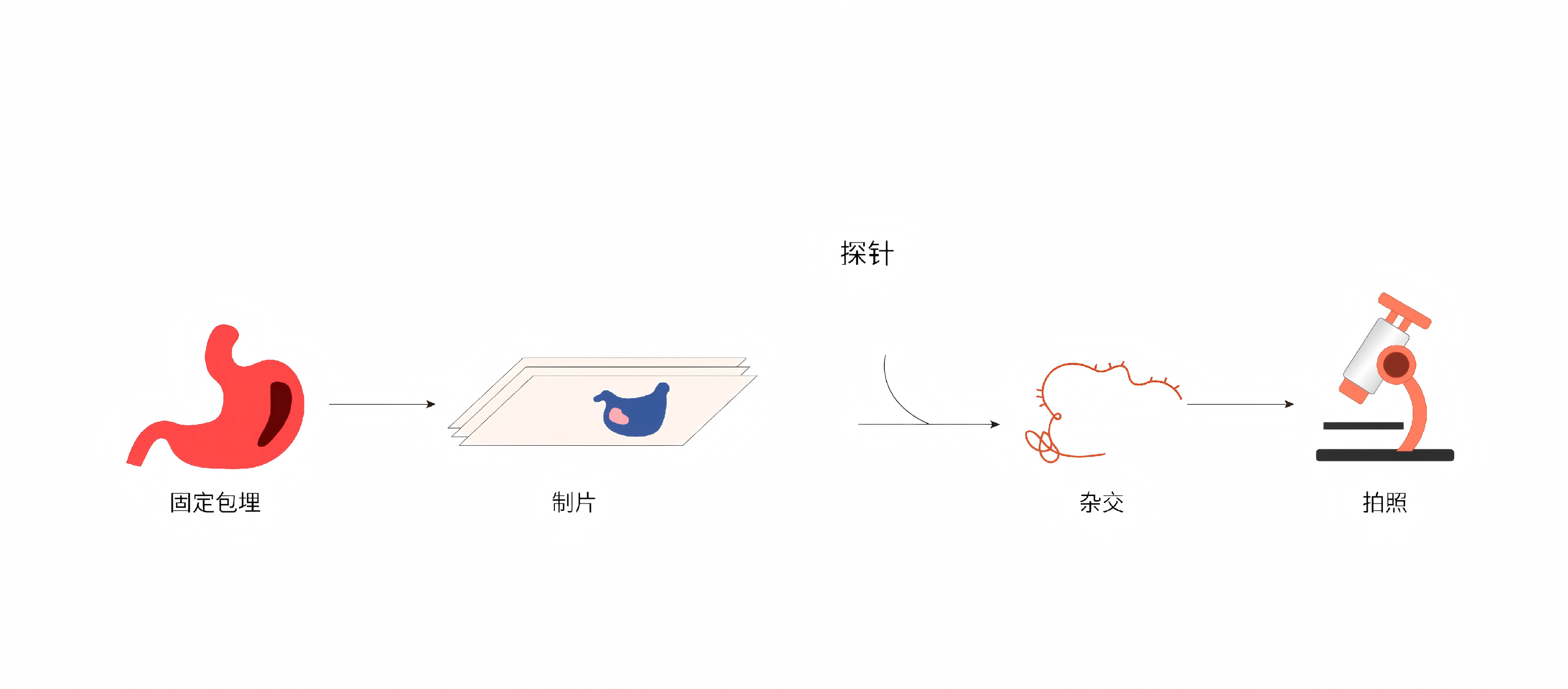 
                    DNA荧光原位杂交(DNA-FISH)
