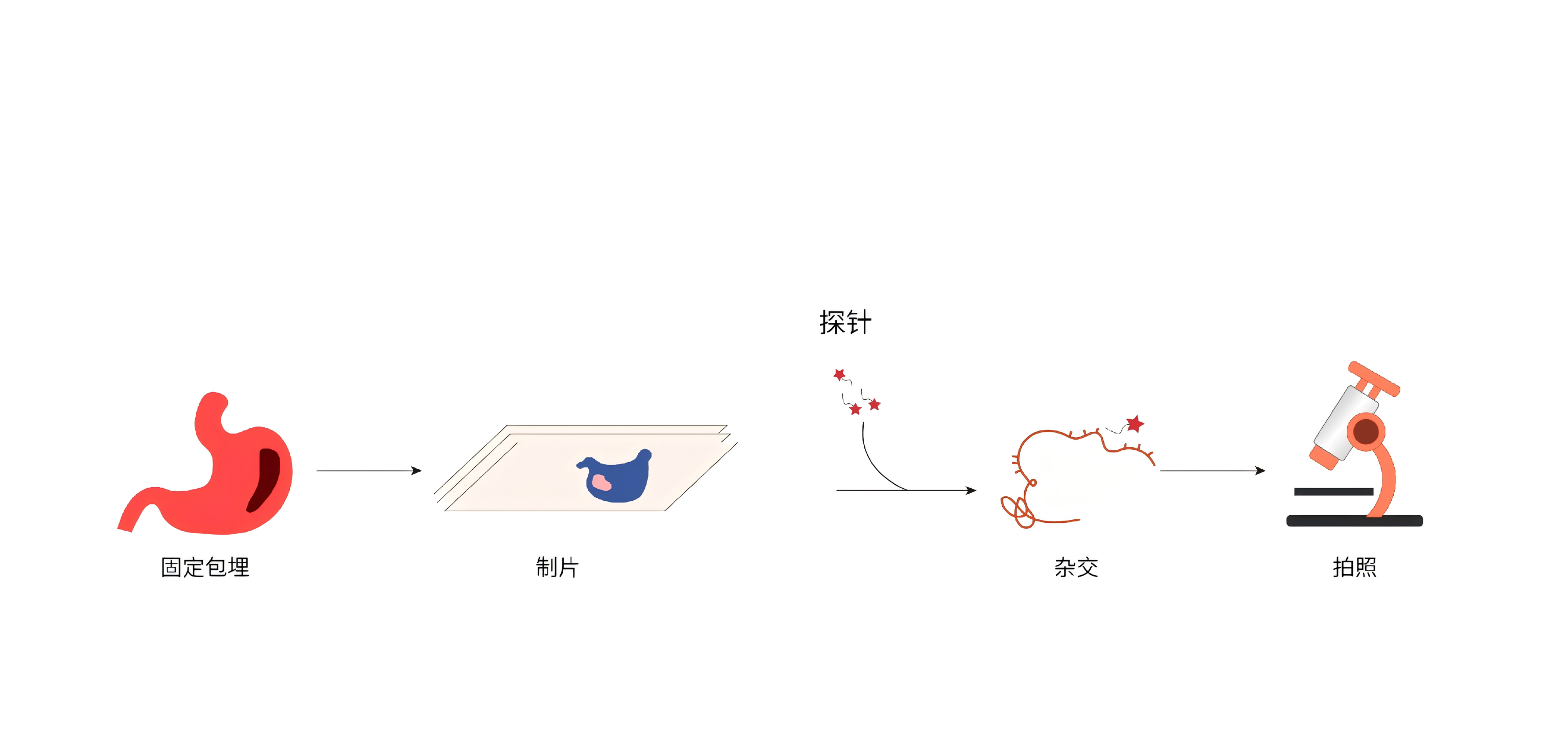 
                    RNA荧光原位杂交(RNA-FISH)