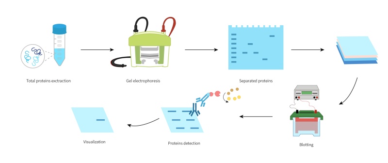 1.Western blot.jpg