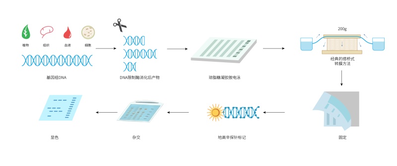 2.Southern blot.jpg