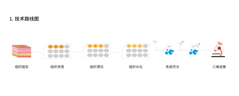皮肤组织透明化免疫荧光试剂盒-61.jpg