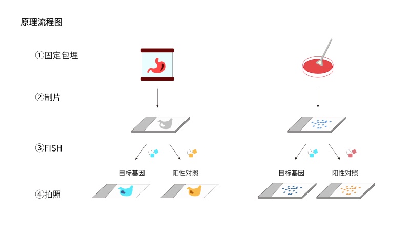 DNA荧光原位杂交（DNA-FISH）试剂盒-57.jpg