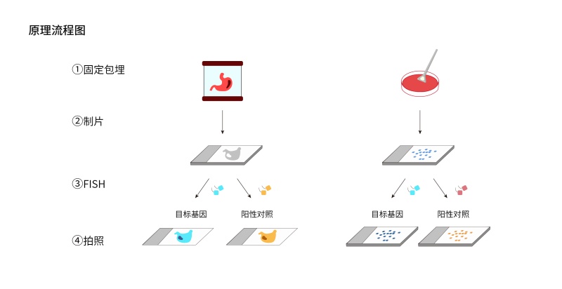 RNA荧光原位杂交（RNA-FISH）试剂盒-55.jpg