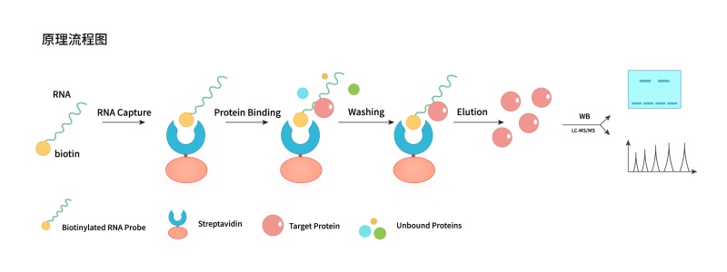 RNA pull-down试剂盒（动物）-62.jpg