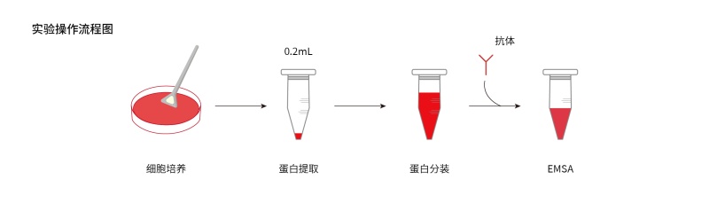 EMSA试剂盒-56.jpg