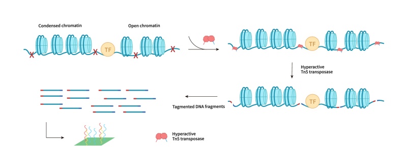 08.ATAC-Seq.jpg