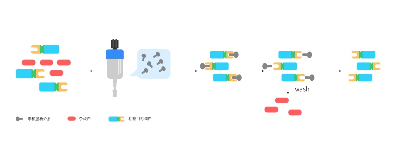 蛋白纯化.jpg