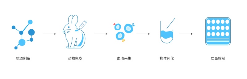 多克隆抗体制备.jpg