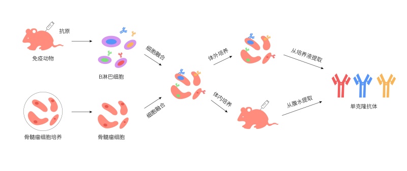 单克隆抗体制备.jpg