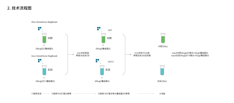 1779083291856460njWa.jpg 磁珠法GST pull-down试剂盒-37.jpg